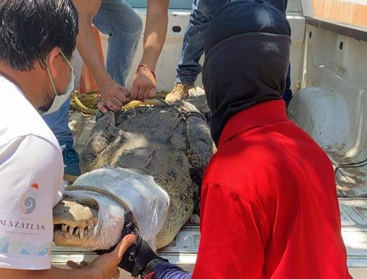 Medía 2.9 metros; estaba cerca del penal en Mazatlán