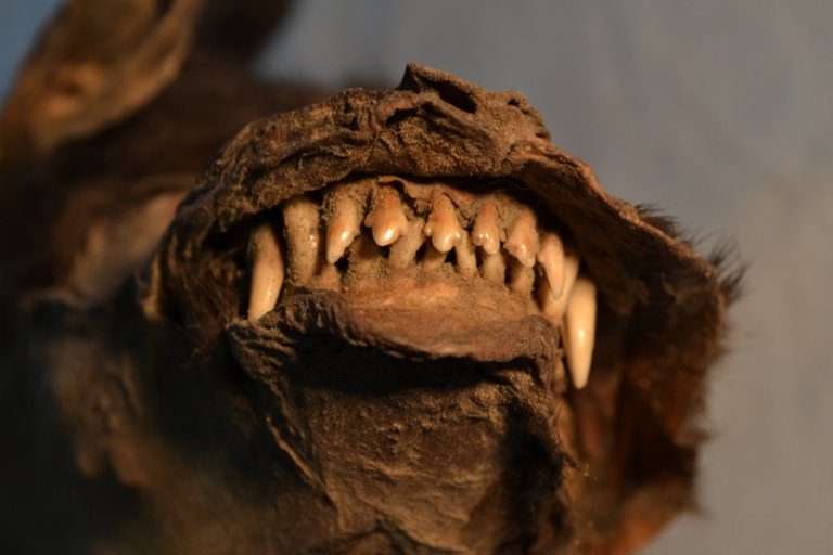 Descubren cachorro de la Era del Hielo y su última cena