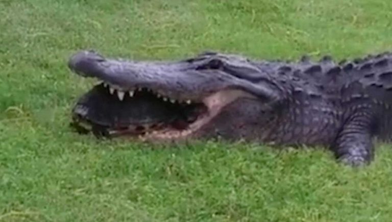 Así escapó una tortuga de un cocodrilo