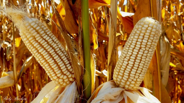 Pagos del ‘copete’ llegan sólo al 2.8%