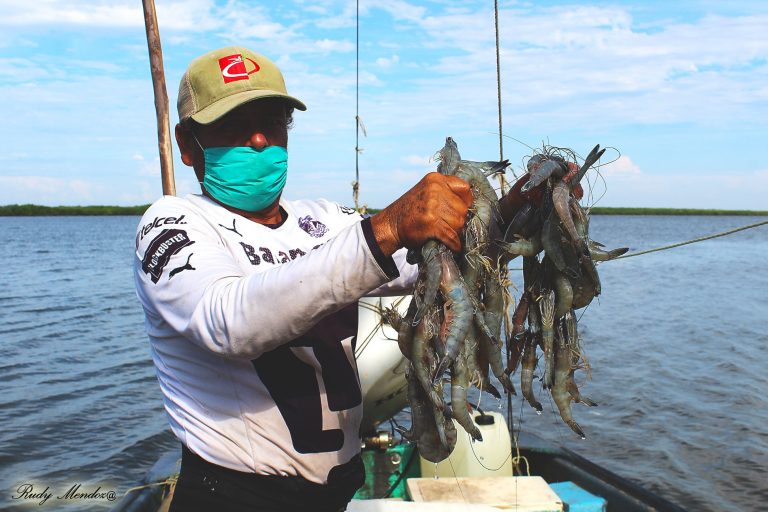 Levantan veda al camarón el 15 de septiembre