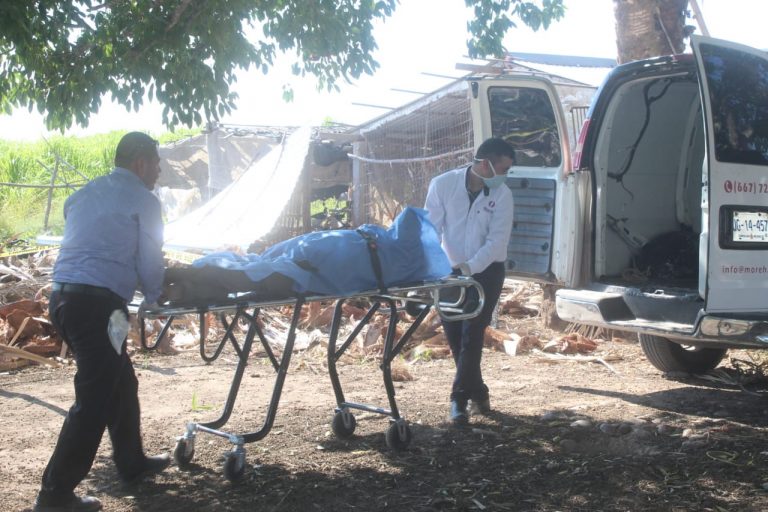 Cortaba una palmera en Eldorado y murió por lesión
