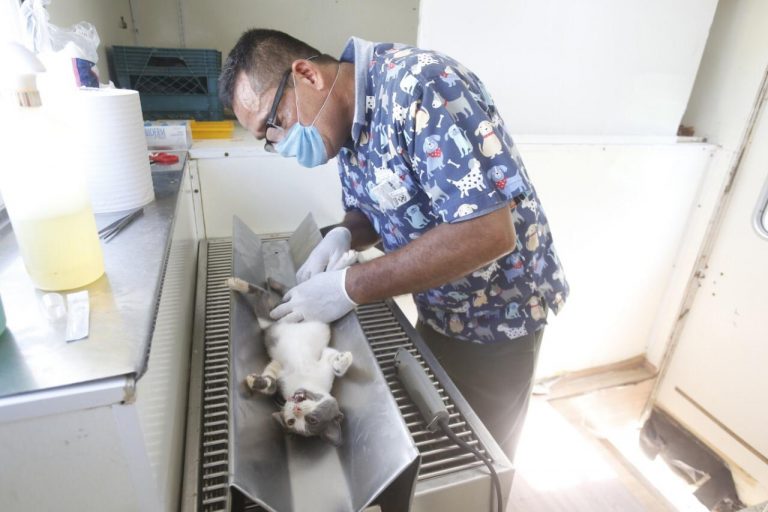 Reporta Mazatlán récord en esterilización