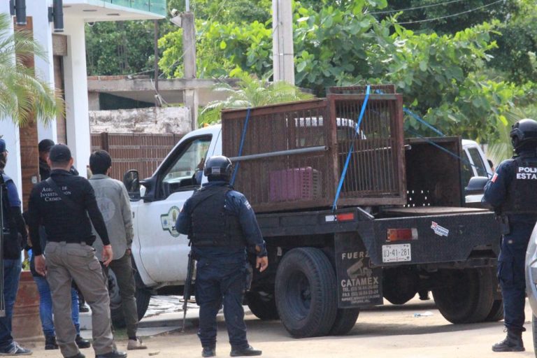 Un jaguar, un tigre, carros y droga decomisan en Culiacán