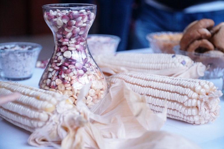 Alistan defensa del maíz nativo, pagos federales y apoyo a la pesca