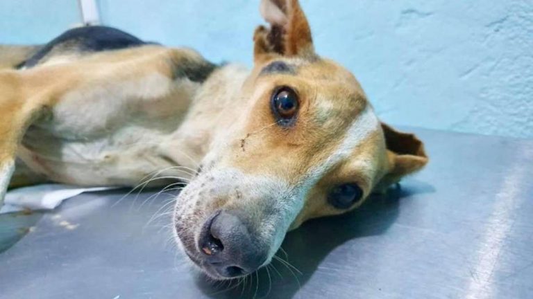 Vinculan a proceso a agresor de ‘Chuchito’