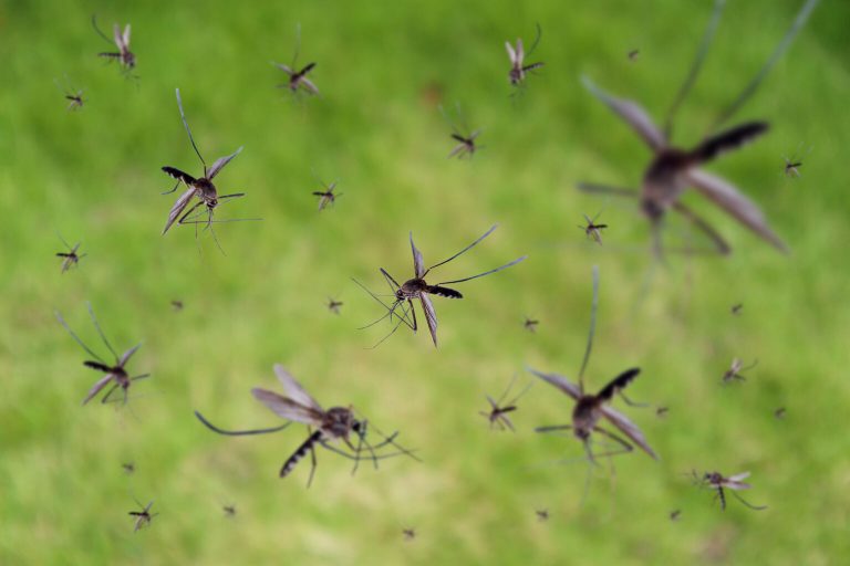 Mosquitos ayudarán a prevenir accidentes de helicópteros y drones