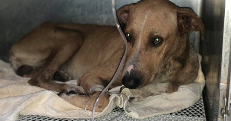 Exigen diputados a Fiscalía justicia a ‘Romeo’, perro herido con flecha