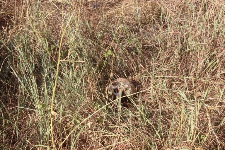 Descubre perro osamenta camino a Tepuche
