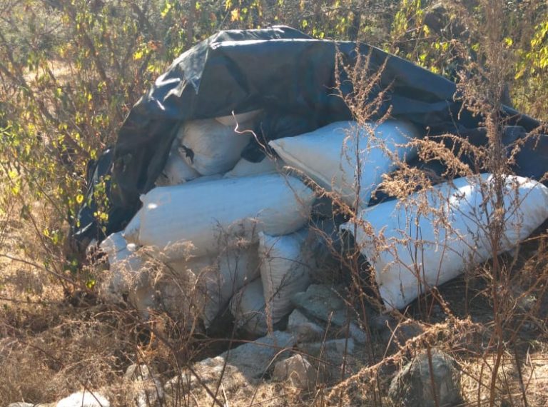 Aseguran 800 kilos de mariguana en Choix