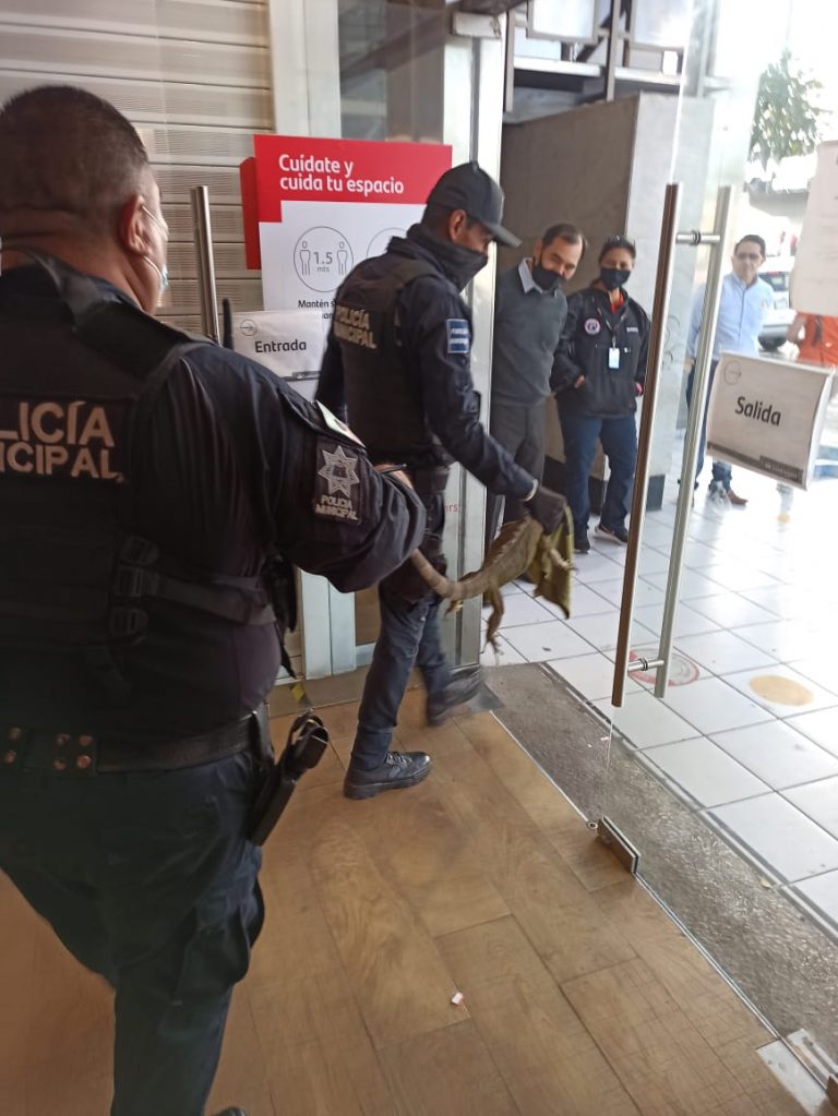 La apodan ‘Godín’; iguana aparece en cajero