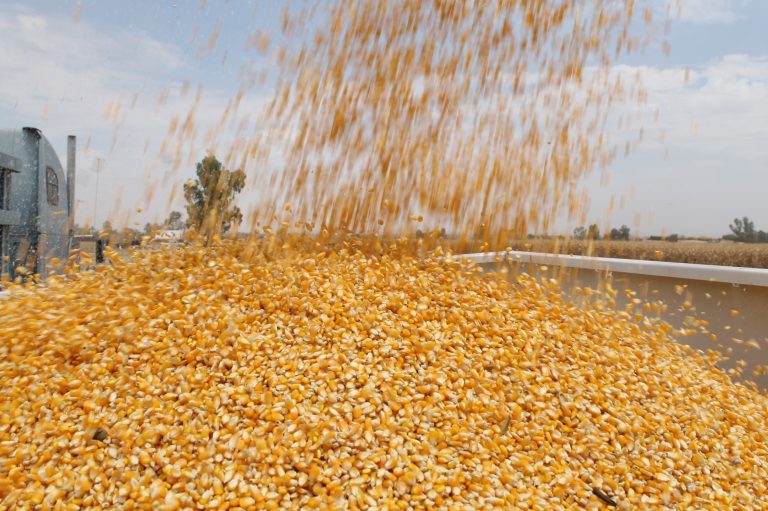 Alcanzarían coberturas de maíz aplicación en enero