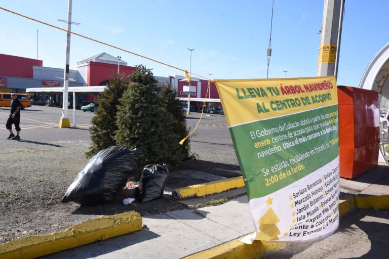 Acopiará árboles navideños Culiacán; los usarán de abono