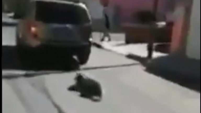 Arrastra mujer con su camioneta a su perro vivo