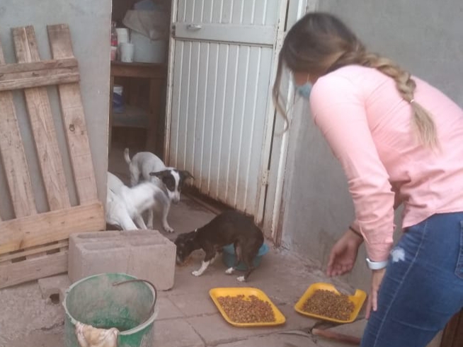 Da ONG alimento a 20 perros tras morir su dueño en Villa Juárez