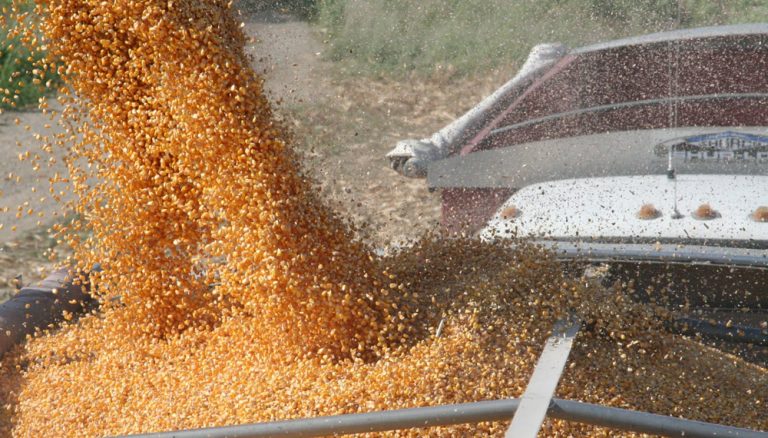 Estiman 70% de productores de maíz sin pago del ‘copete’