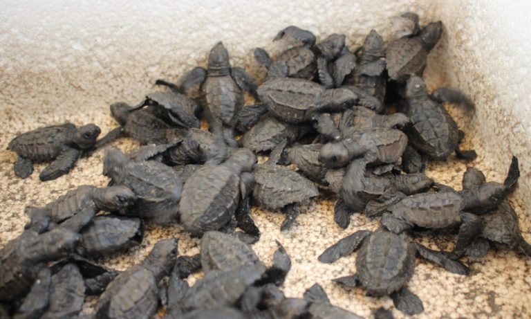 Liberan 86.6 mil crías de tortuga Golfina en 2020