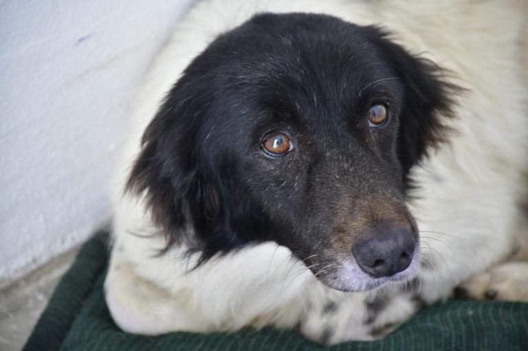 Será control de animales objeto de Enjambre de Ideas