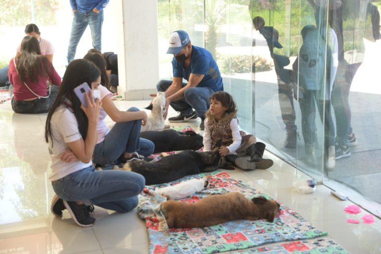 Esterilizan en Culiacán a 100 mascotas para erradicar situación de calle