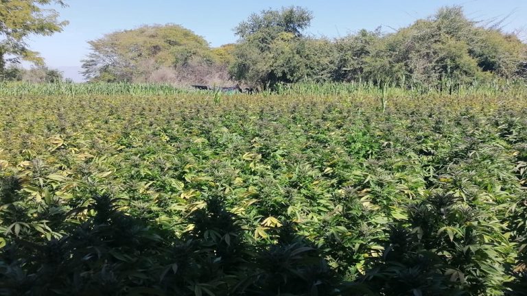 Ubican plantío de presunta mariguana en Elota