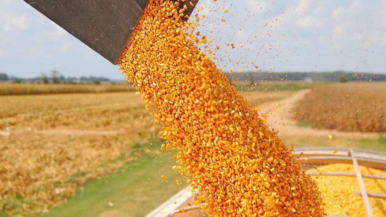 Importa México el 38% del maíz que consume