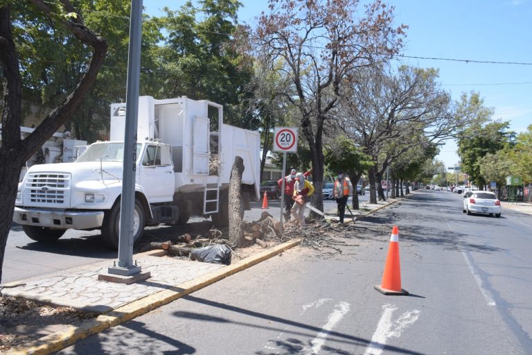 Retira Culiacán árboles por plagas en el Madero
