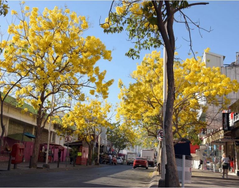 Colorean amapas el Centro de Culiacán