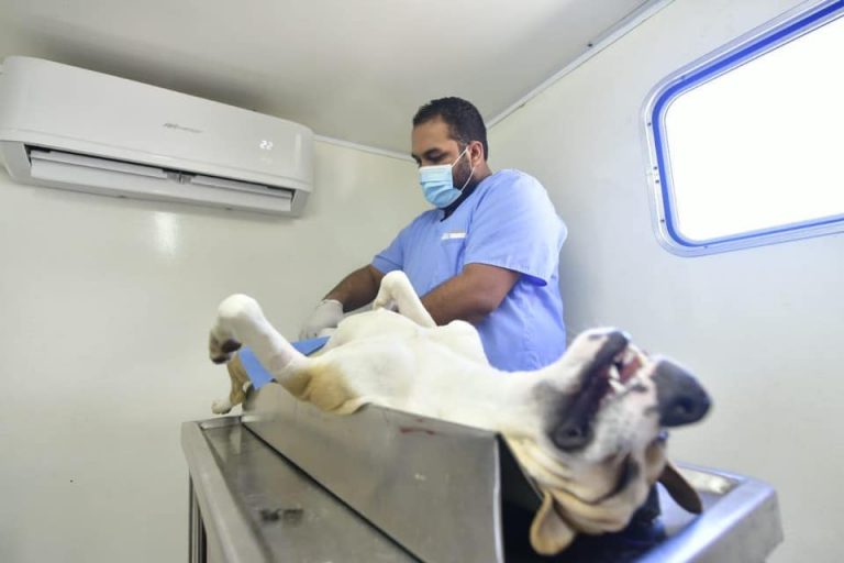 Del 19 al 23 de abril, esterilización gratis de perros y gatos