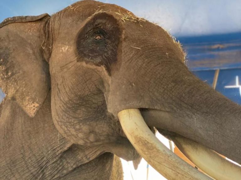 Llega a Culiacán, Big Boy, el elefante del millón de dólares