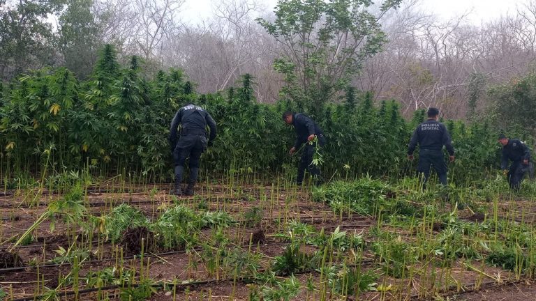 Decomisan casi media hectárea de mariguana en Mazatlán