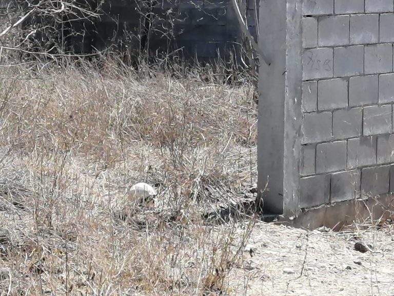 Encuentran osamenta en zona campestre de Barrancos