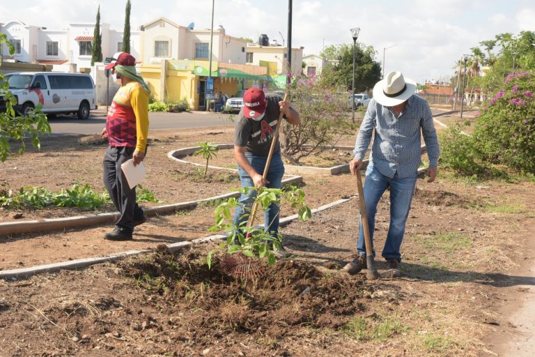 Plantará Culiacán 20,000 árboles aprovechando precipitaciones