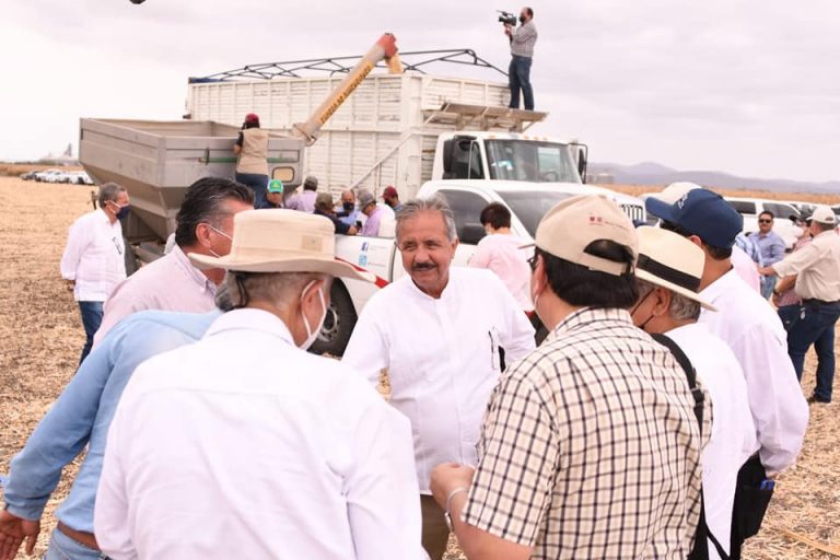 Cosecha Sinaloa maíz libre de agroquímicos y sin glifosato