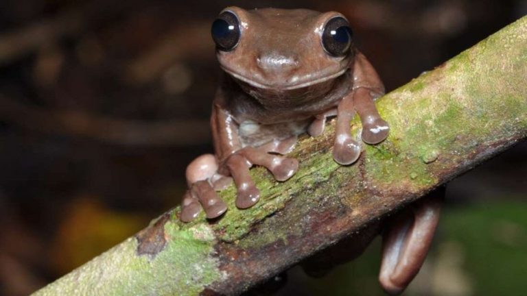 Descubren una nueva especie de rana de chocolate