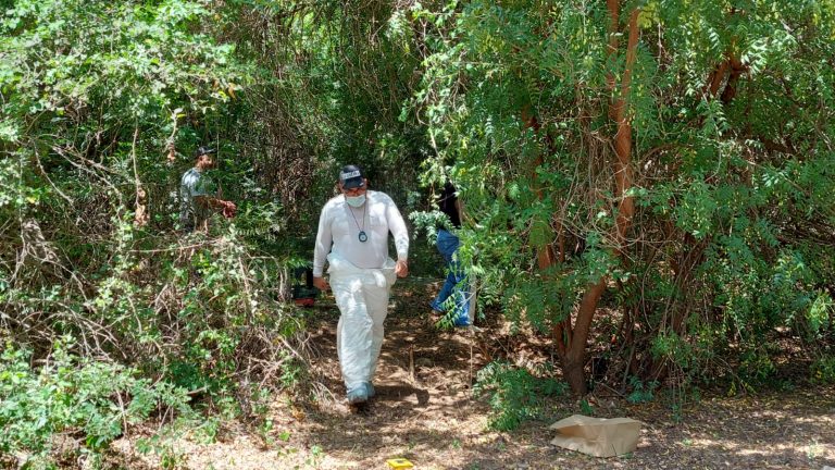 Hallan huesos y un cráneo en Navolato