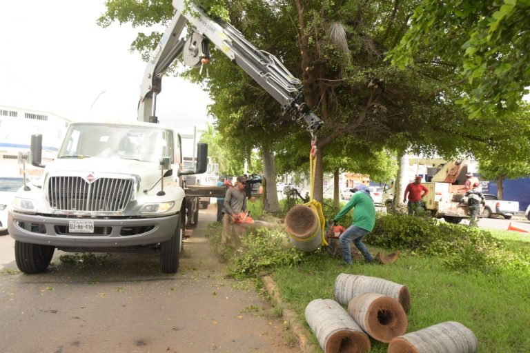 Tumban 16 palmas con plaga al Leyva Solano