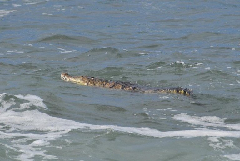 Capturan a cocodrilo en playa de Mazatlán