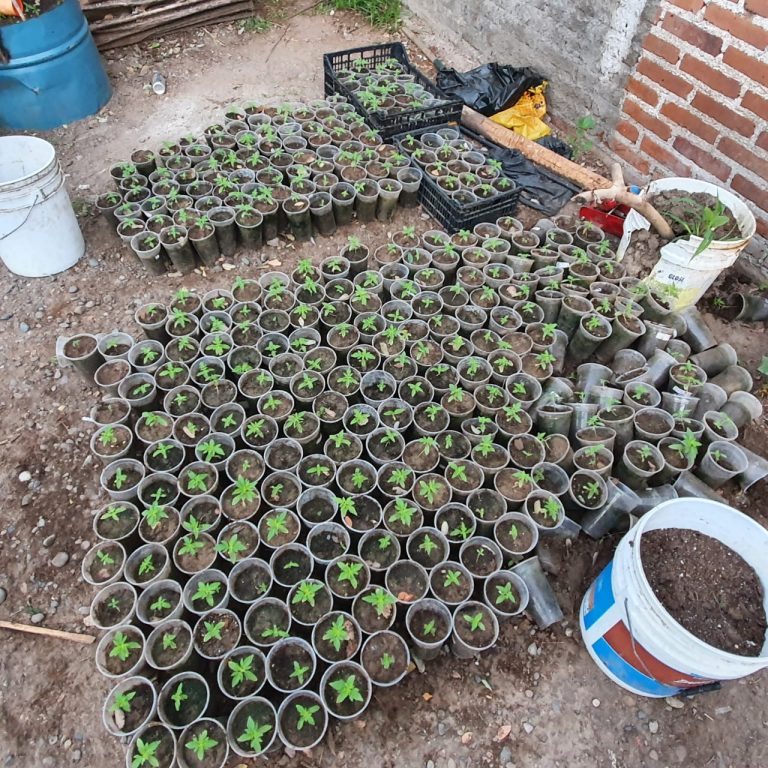 Aseguran en Quilá presunto invernadero de droga