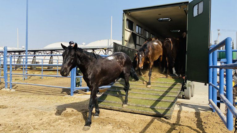 Produce México suero de caballo para tratar el COVID-19