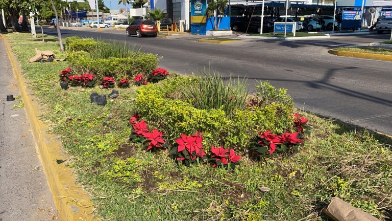 Llegan las Nochebuenas a bulevares de Culiacán