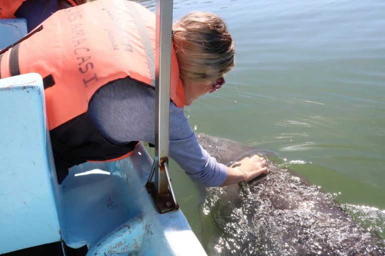 Reactivan tour al delfín Pechocho en Topolobampo