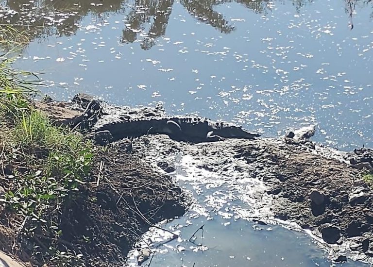 Medía 2 metros; es capturado en el arroyo Jabalíes