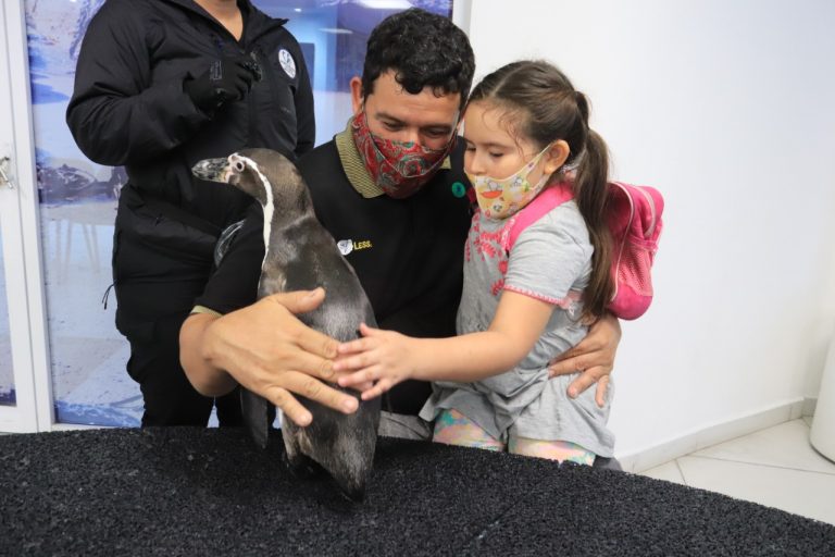 ¡Celebremos a los pingüinos!