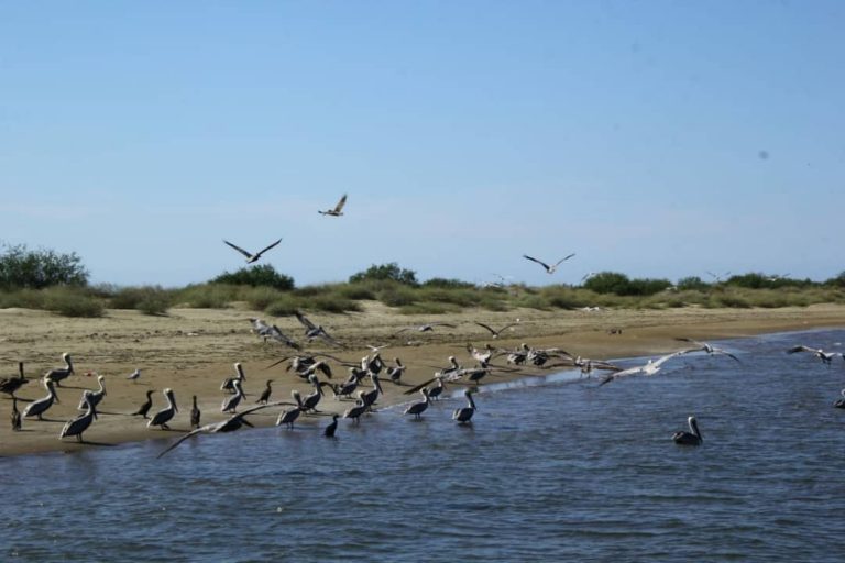 Capacitarán a taxistas, lancheros y policías para ayuda al turismo