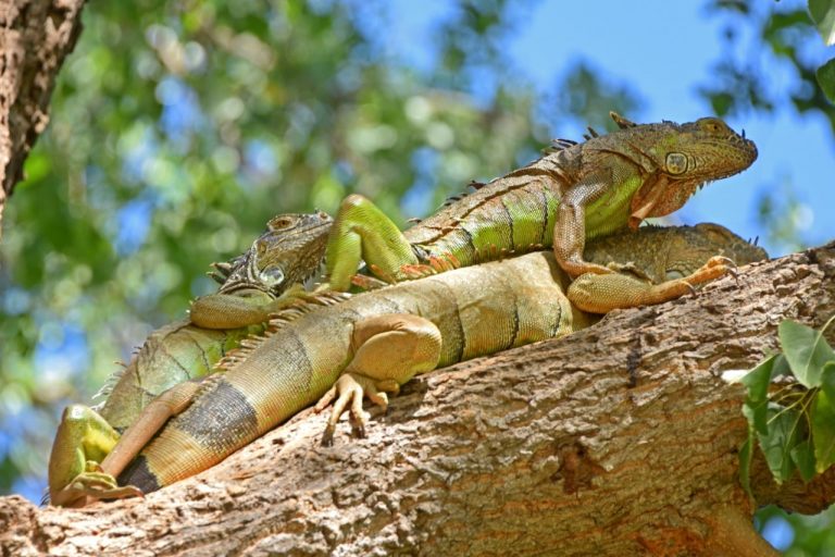 Piden a enamorados respetar a iguanas en Las Riberas