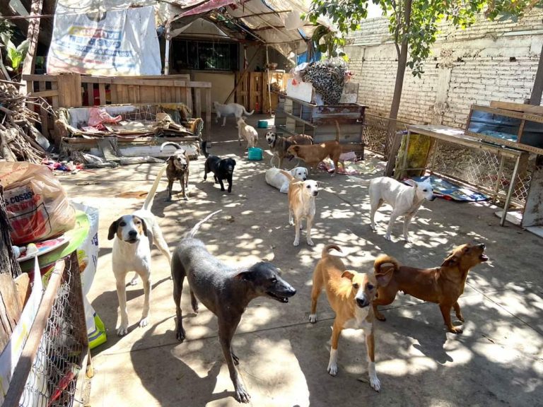Advierten embargo a mujer que tiene 33 perros en Culiacán