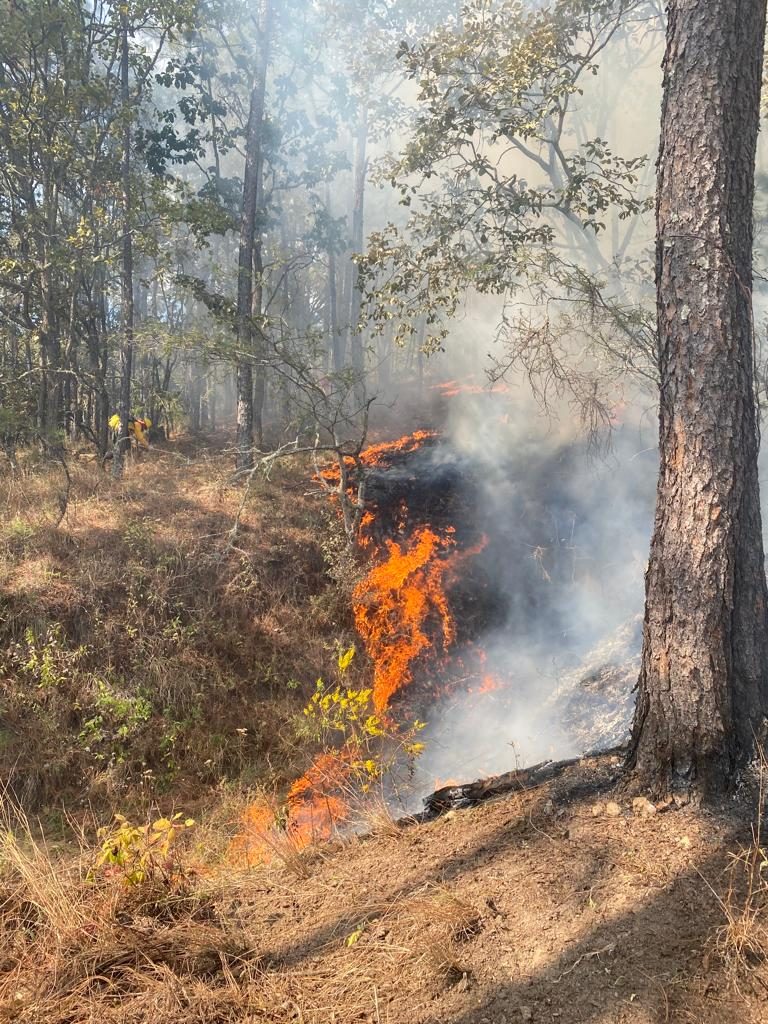 Afectan incendios forestales 235.5 hectáreas en 5 municipios