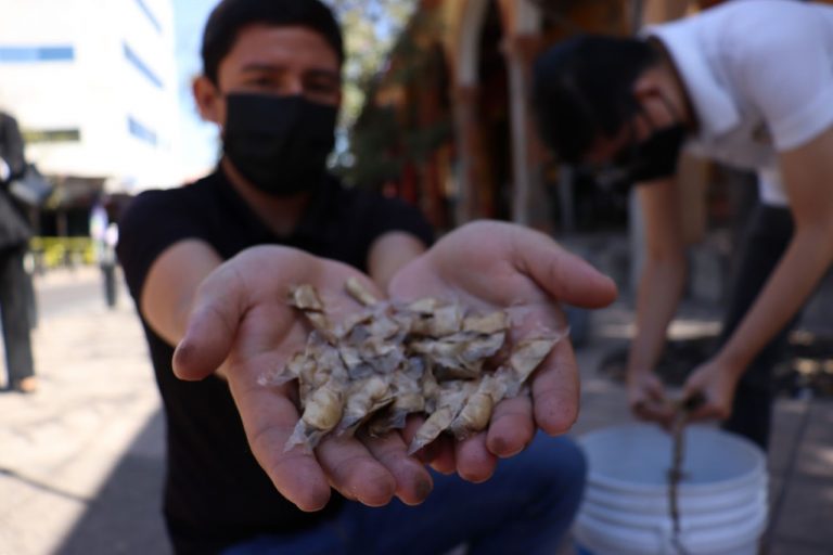 Recolectan para reforestación semillas de amapa en Centro