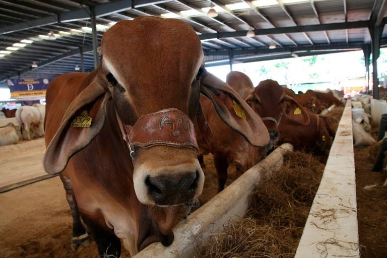 Cierra EU frontera a México por gusano barrenador