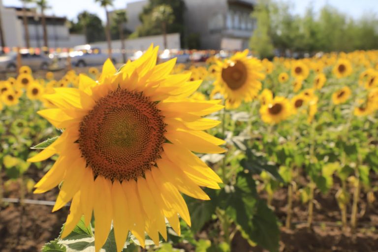 Espera Mocorito más de 45 mil turistas en campo de girasoles